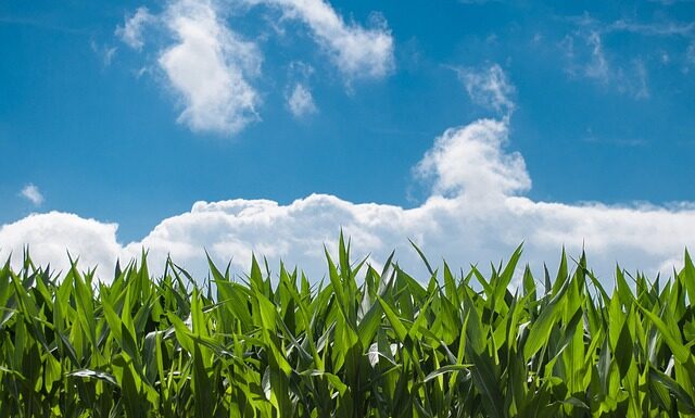 Czym najlepiej zasilić kukurydzę?