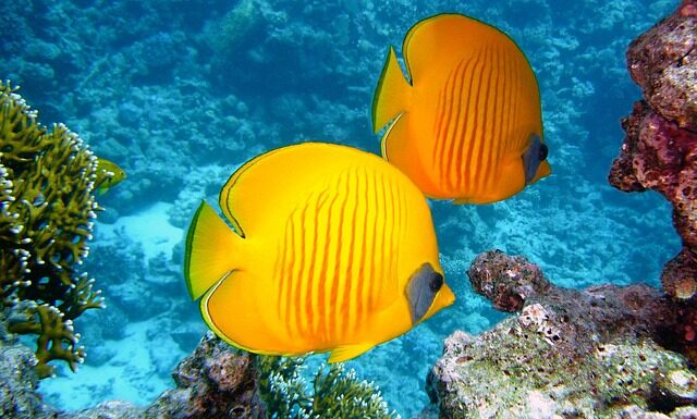 Jakie ryby można złowić na chleb?