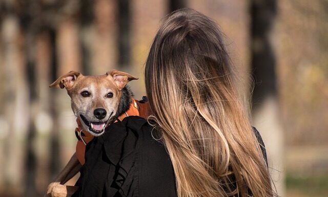 Do czego jest uprząż?