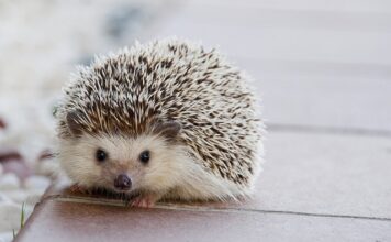 Jakie kolce? Jakie kolce?