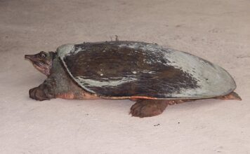 Czy warto kupić softshell?