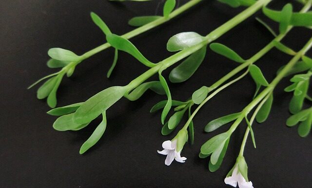 Jak najlepiej zapamiętać kierunki świata? Jak najlepiej zapamiętać kierunki świata?