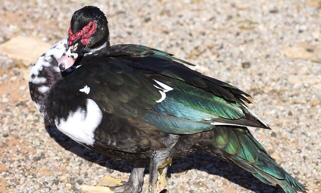 Co lepsze Altus czy Deore?