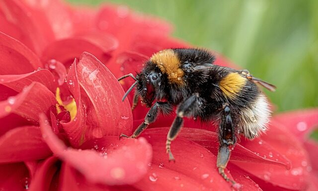 Co to jest buff na narty?