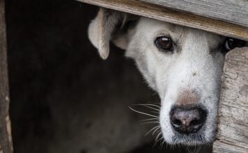 Jak dobrze schować telefon?
