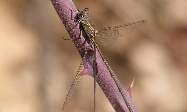 Jaka proca do Method Feeder?