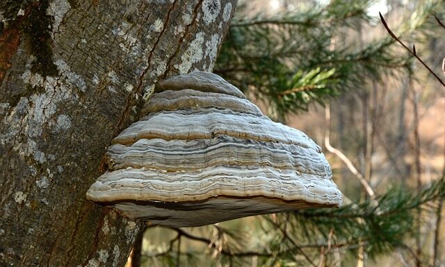 Z czego można zrobić krzesiwo?