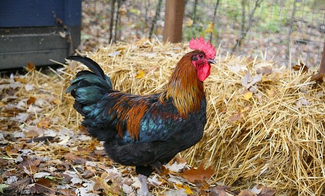 Kiedy jest faul w ataku w koszykówce?