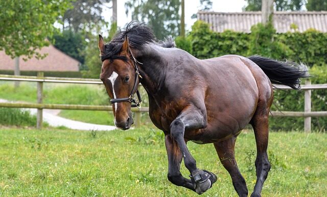Jak można biegać z psem?