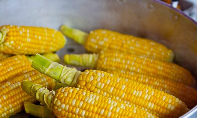 Czego potrzebuje kukurydza?