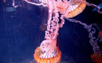 Gdzie można kupić paralizator?