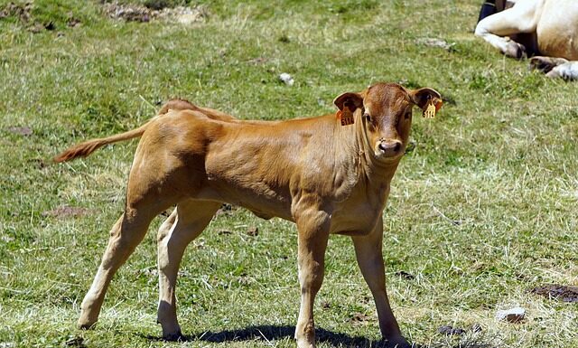 Dlaczego bolą łydki w butach narciarskich?