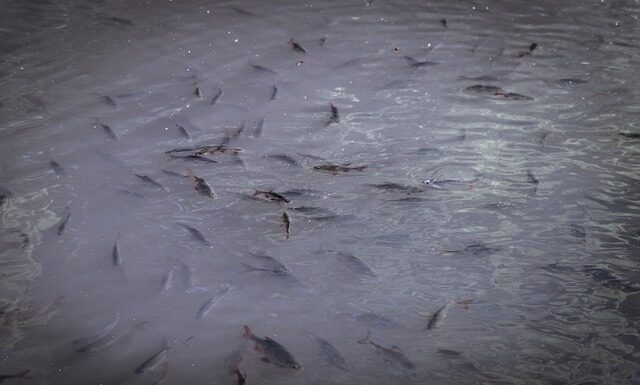 Kiedy zarybiać staw karpiem?