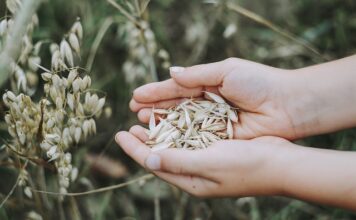 Jakie ziarno dla ryb?