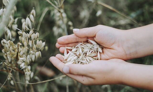 Jakie ziarno dla ryb?