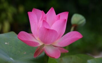 Jak się mówi po angielsku rakieta? Jak się mówi po angielsku rakieta?