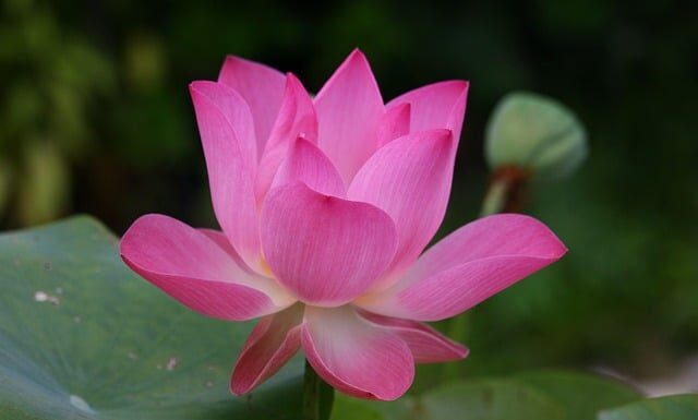 Jak się mówi po angielsku rakieta? Jak się mówi po angielsku rakieta?