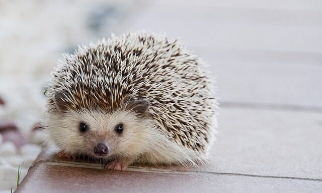 Jakie kolce do biegania? Jakie kolce do biegania?