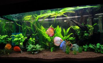 Jaki filtr do akwarium? Przewodnik wyboru filtrów akwariowych wybór filtra do akwarium