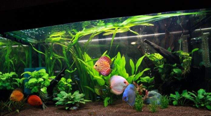 wybór filtra do akwarium